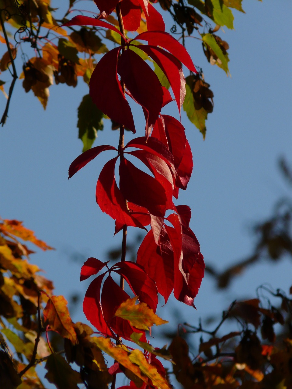 Vyno Partneris, Vynas, Lapai, Raudona, Ruduo, Paprastas Jungpernrebe, Parthenocissus Vitacea, Alpinizmas Mauerwein, Alpinistas, Vynuogių Derlius