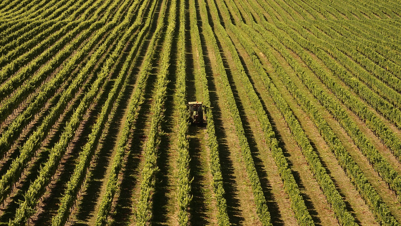 Vynuogių Auginimas, Vynuogynai, Žemdirbystė, Naujoji Zelandija, Marlborough, Vynas, Vynuogynų Kraštovaizdis, Nemokamos Nuotraukos,  Nemokama Licenzija