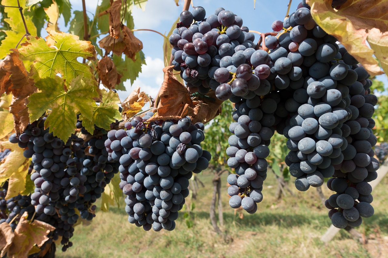 Vynuogių Auginimas, Vynuogė, Vynuogynas, Vynmedis, Gamta, Ruduo, Žemdirbystė, Toskana, Italy, Chianti