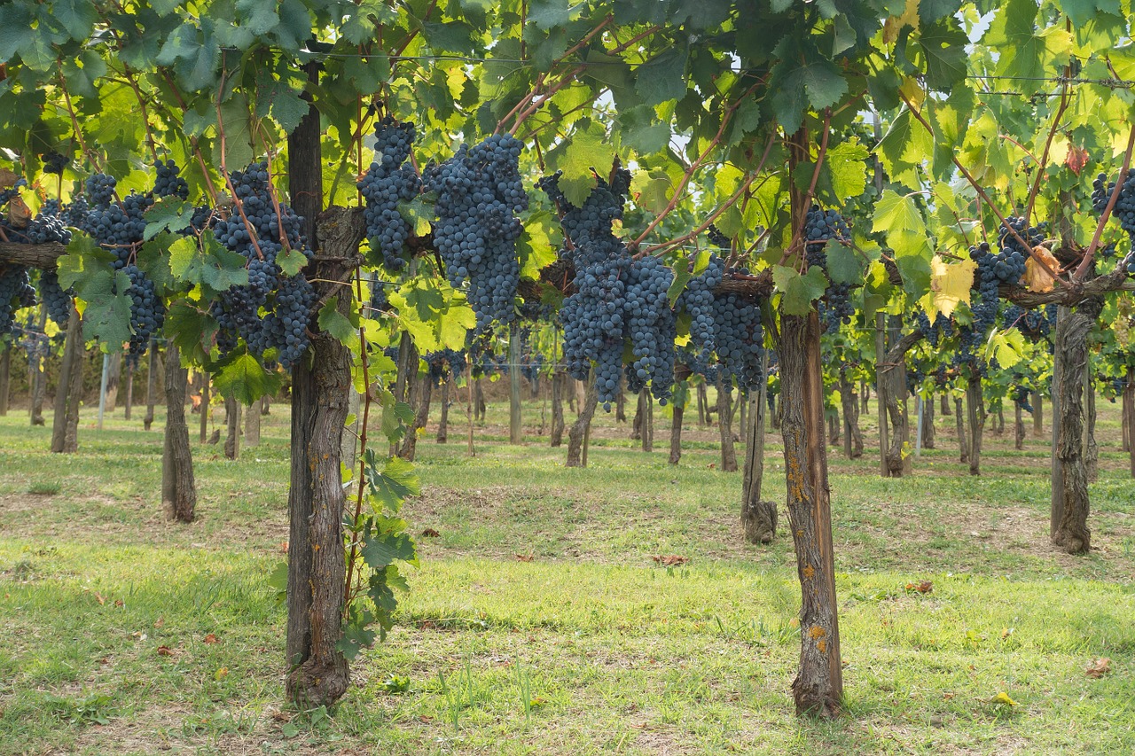 Vynuogių Auginimas, Vynuogė, Vynuogynas, Vynmedis, Gamta, Ruduo, Žemdirbystė, Toskana, Italy, Chianti