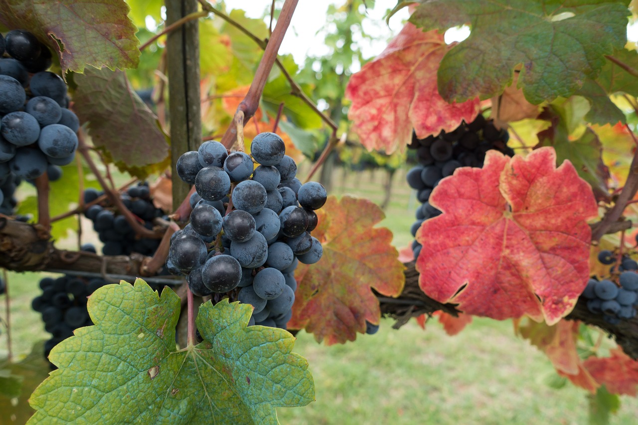 Vynuogių Auginimas, Vynuogė, Vynuogynas, Vynmedis, Gamta, Ruduo, Žemdirbystė, Toskana, Italy, Chianti