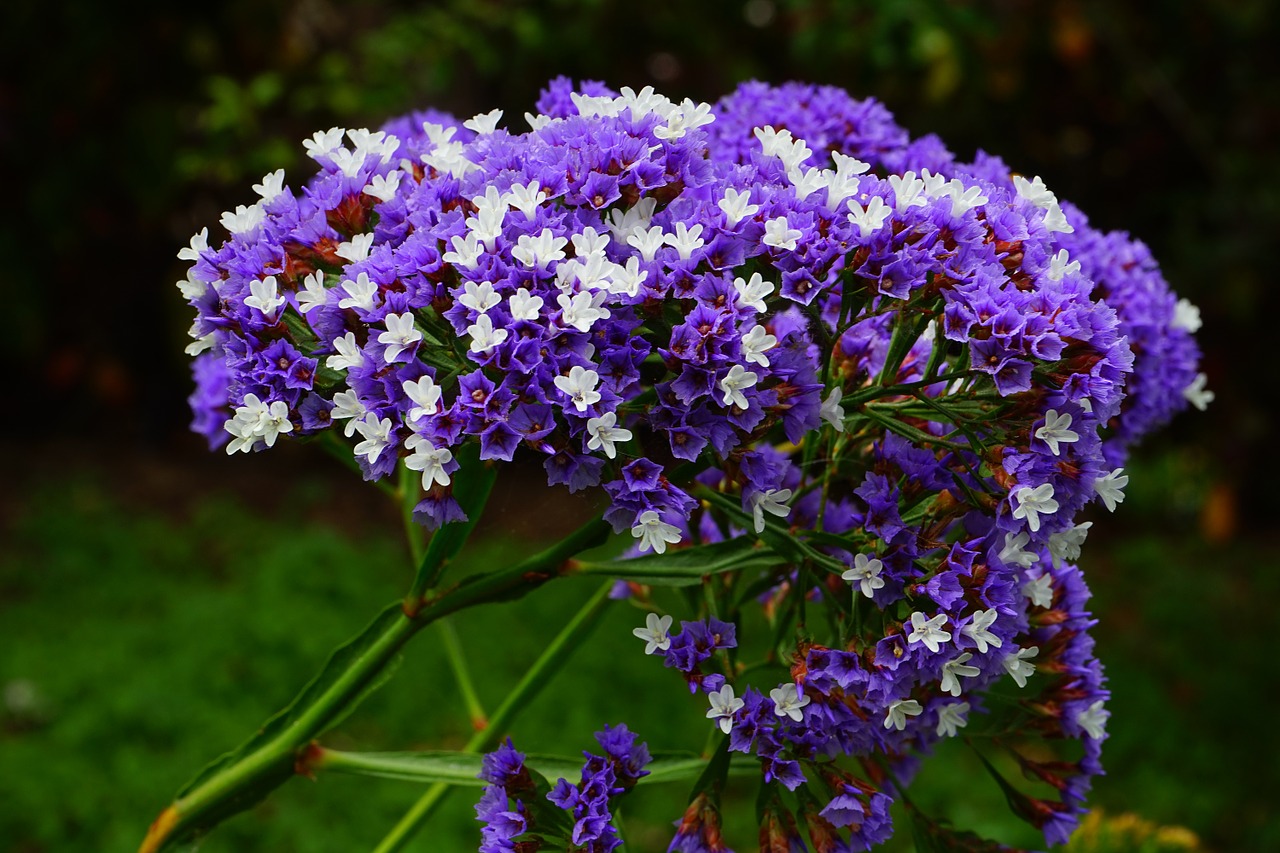 Sparnuota Paplūdimio Alyvinė, Gėlė, Žiedas, Žydėti, Limonium Sinuatum, Paplūdimio Alyvinė, Limonium, Šerdies Augalai, Plumbaginaceae, Mėlynas