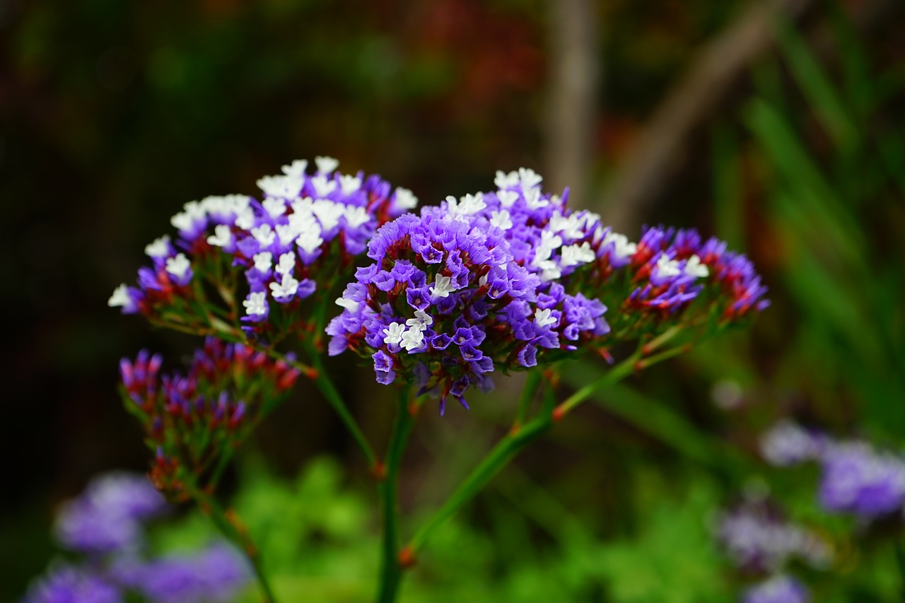 Sparnuota Paplūdimio Alyvinė, Gėlė, Žiedas, Žydėti, Limonium Sinuatum, Paplūdimio Alyvinė, Limonium, Šerdies Augalai, Plumbaginaceae, Mėlynas