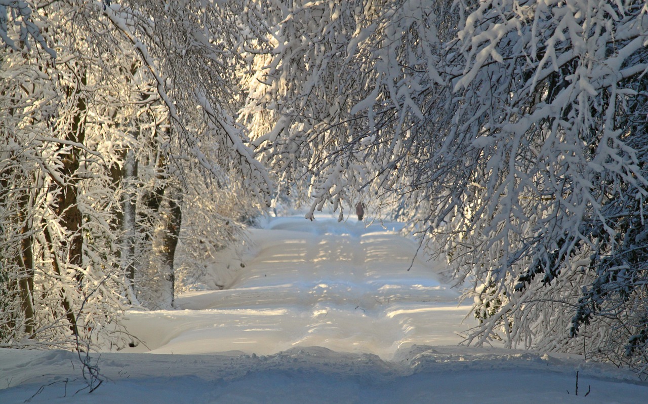 Žiema, Žiemą, Sniegas, Sniego Kraštovaizdis, Snieguotas, Sniego Takas, Sniego Pieva, Toli, Medžiai, Lichtspiel