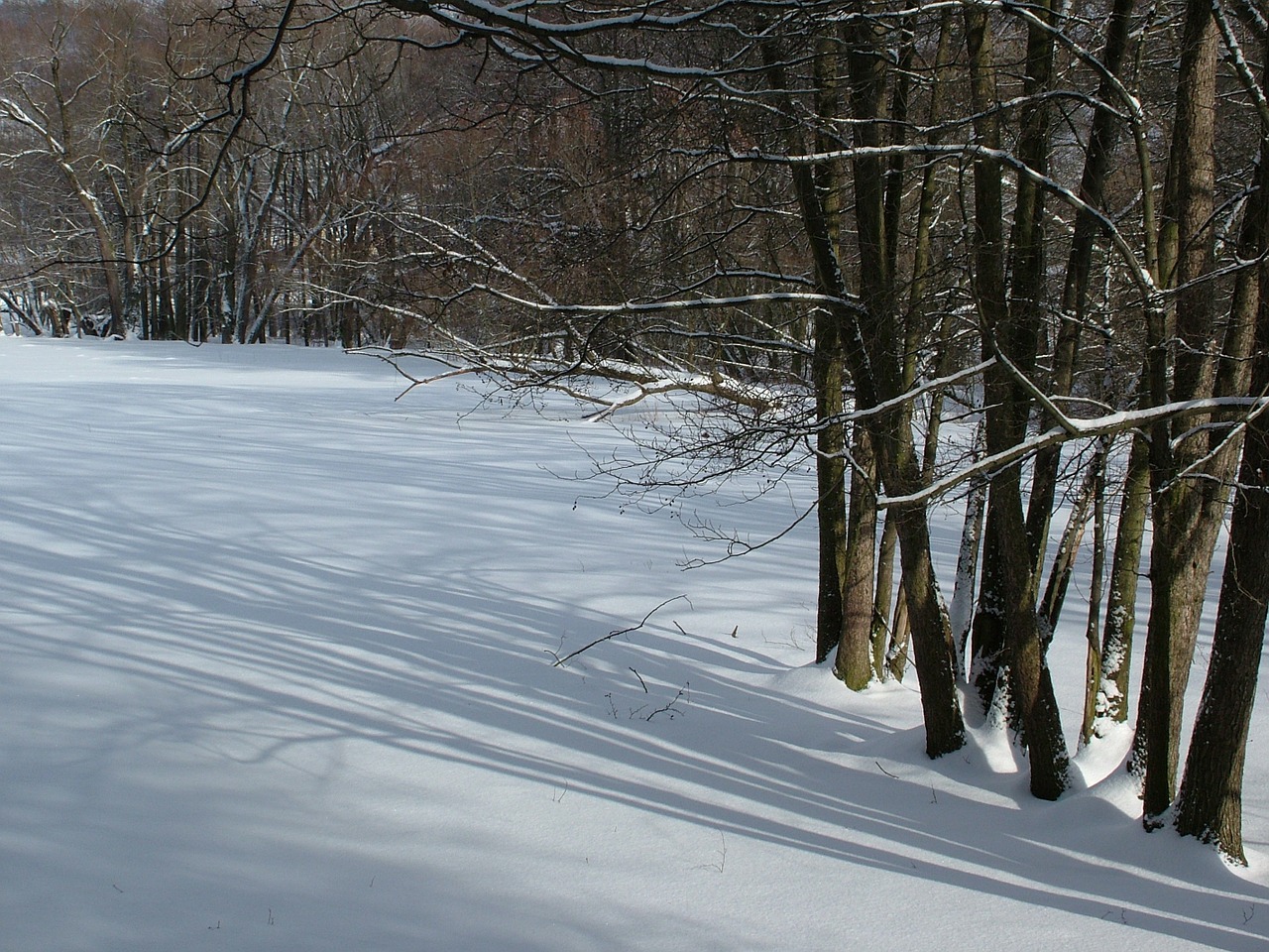 Žiema, Medžiai, Lengvas Šešėlis, Sniegas, Nemokamos Nuotraukos,  Nemokama Licenzija
