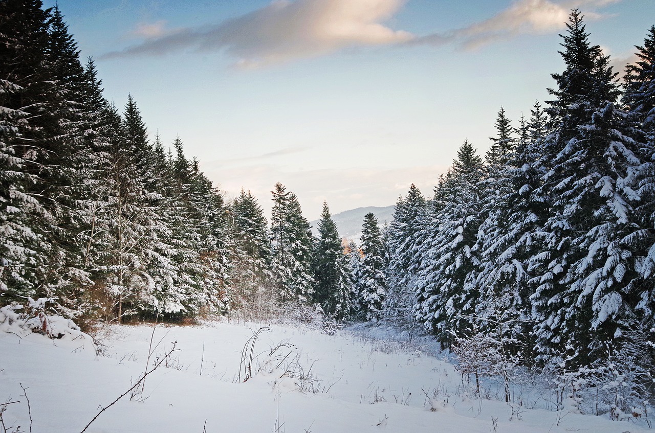 Žiema, Sniegas, Medis, Miškas, Gamta, Šaltis, Nemokamos Nuotraukos,  Nemokama Licenzija