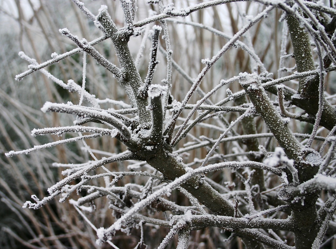 Žiema, Auskaras, Šaltas, Šaltis, Gamta, Medis, Eiskristalio, Augalas, Kristalai, Sušaldyta