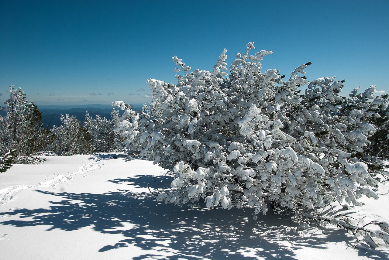 Žiema, Sniegas, Žiemos Peizažas, Medžiai, Nemokamos Nuotraukos,  Nemokama Licenzija