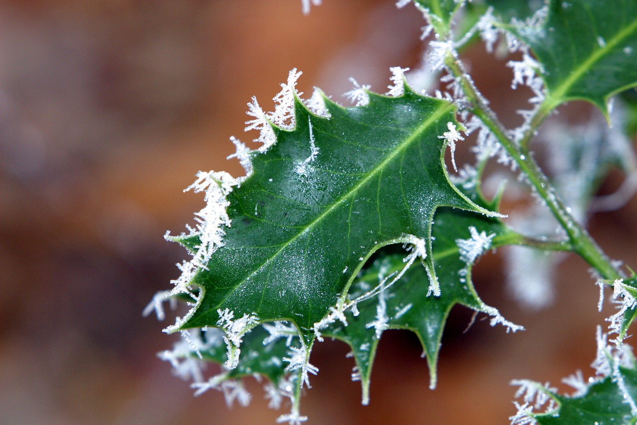 Žiema, Ilex, Auskaras, Žalias, Lapai, Filialas, Medžiai, Šaltis, Šaltas, Gamta