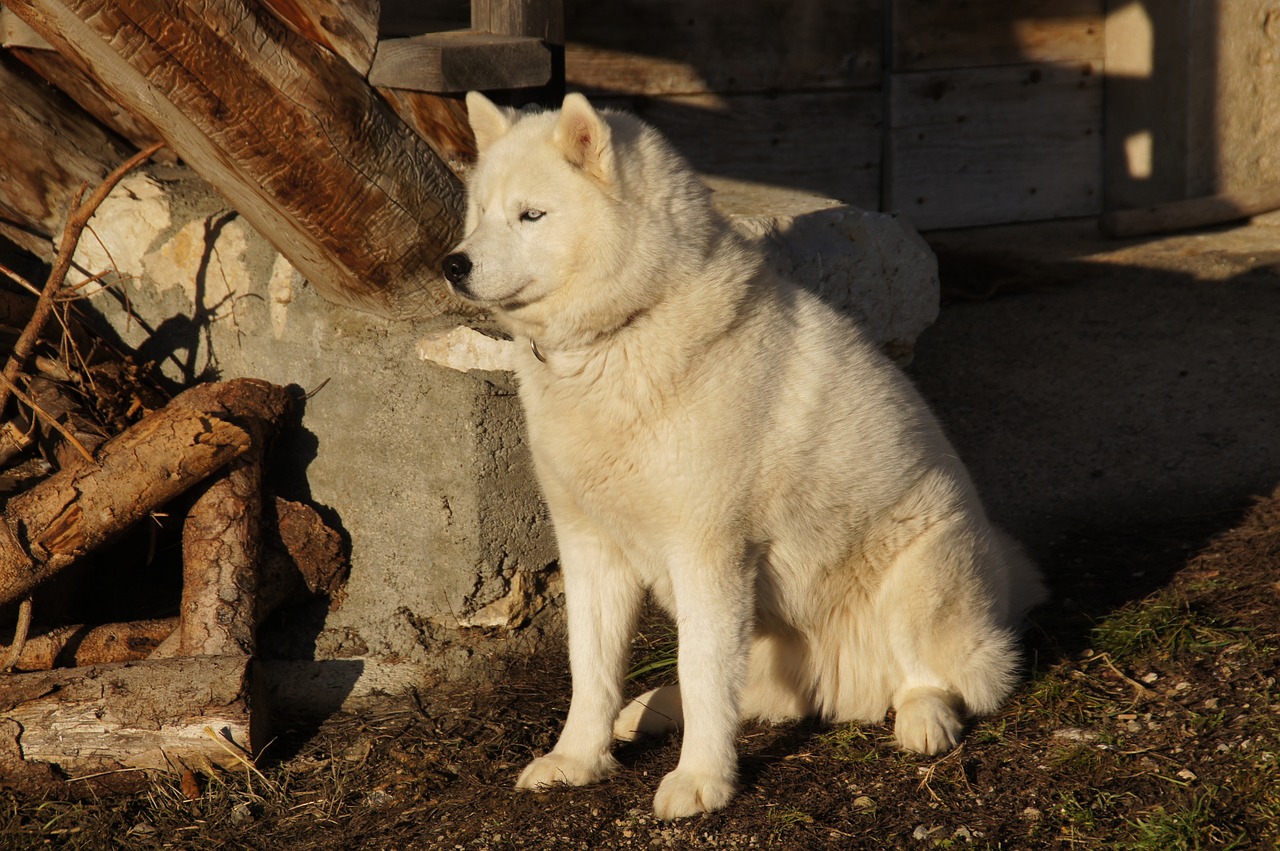 Žiema, Kalnas, Sniegas, Husky, Šuo, Gamta, Alpės, Nemokamos Nuotraukos,  Nemokama Licenzija