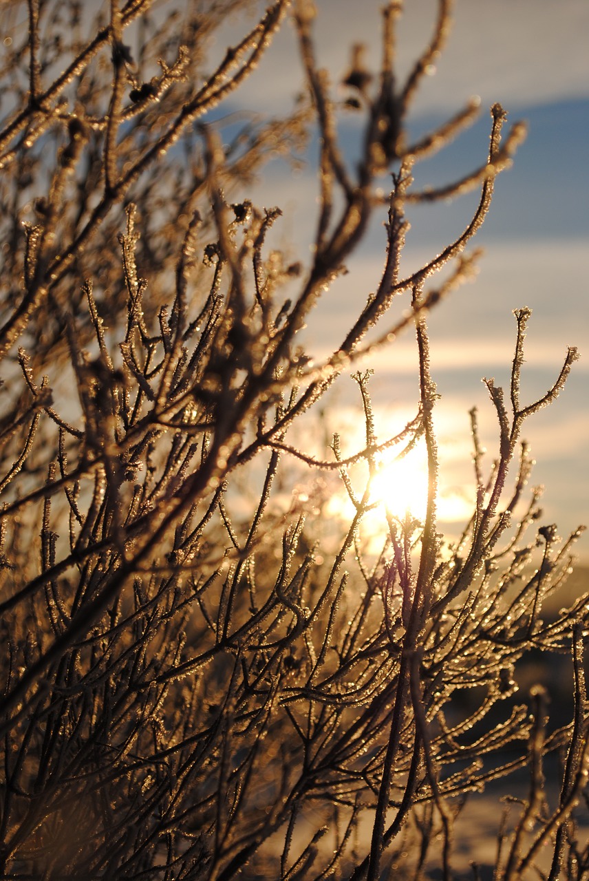 Žiema, Medis, Sniegas, Šaltas, Sezonas, Gruodžio Mėn ., Šaltis, Žiemos Medžiai, Sušaldyta, Ledas