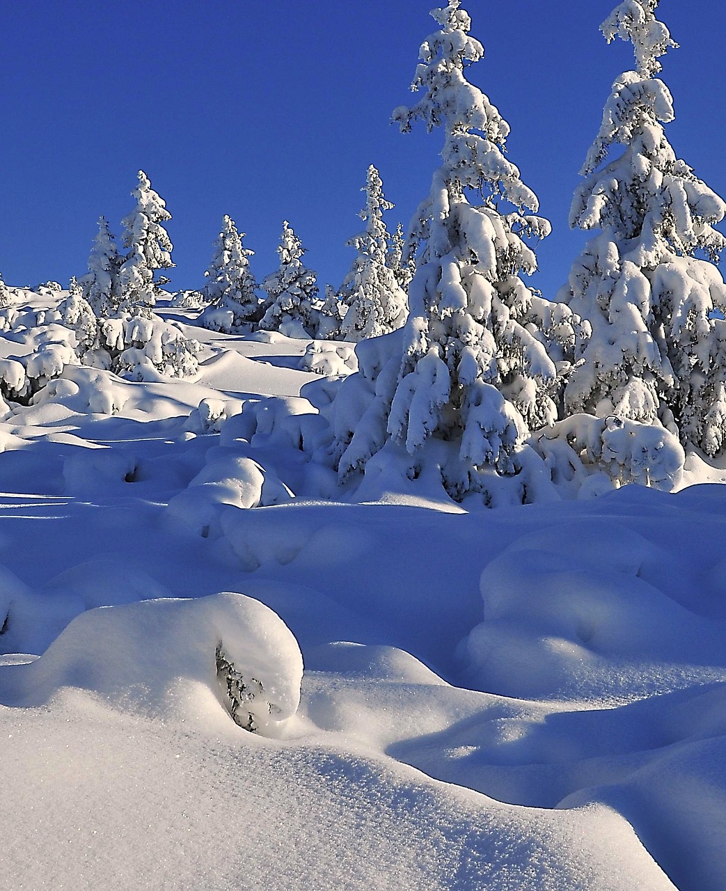 Žiema, Sniegas, Medis, Sniego Danga Medžiai, Eglė, Biel, Švieži Sniegas, Apšvietimas, Pusė, Šaltis