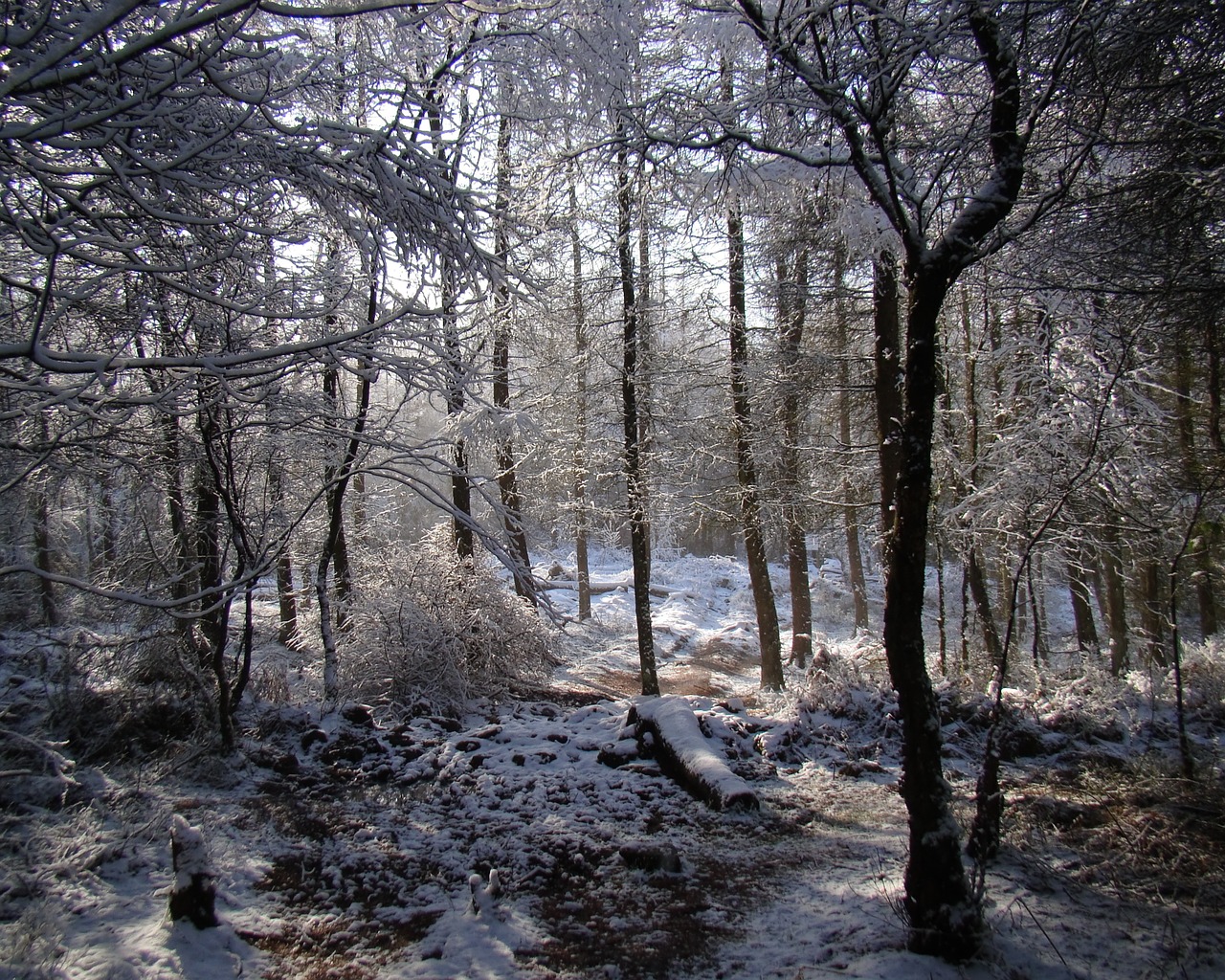 Žiema, Scena, Miškas, Miškas, Gamta, Nuotrauka, Fotografija, Sniegas, Medžiai, Kalėdos