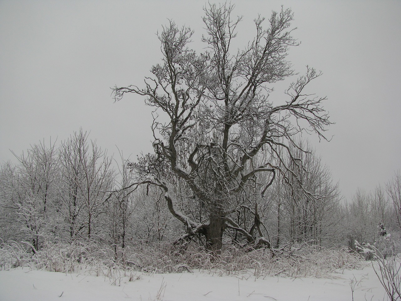 Žiema, Medis, Miškas, Sniegas, Nemokamos Nuotraukos,  Nemokama Licenzija