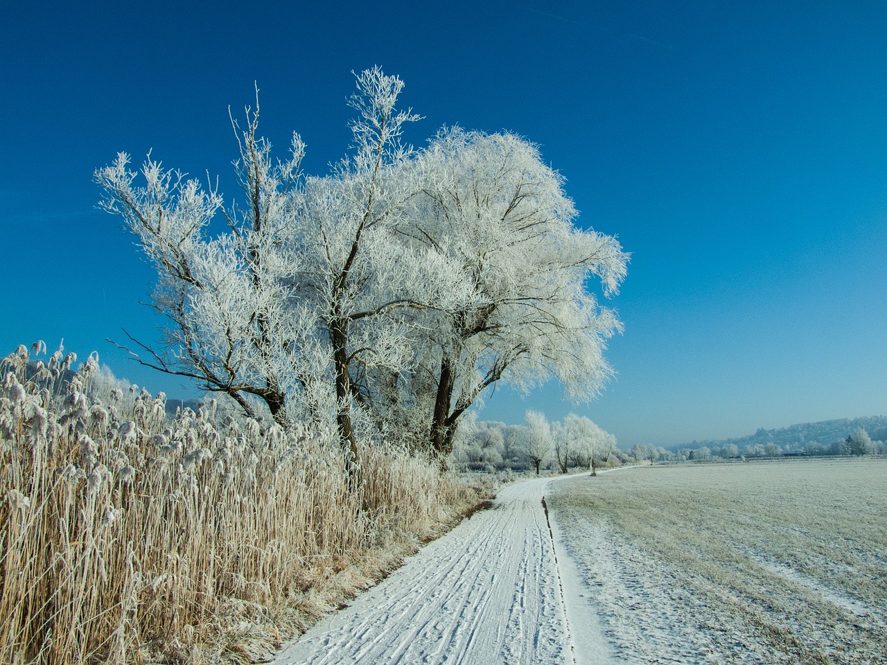 Žiema, Sniegas, Balta, Medis, Medžiai, Kelias, Gamta, Natūralus, Lauke, Laukas