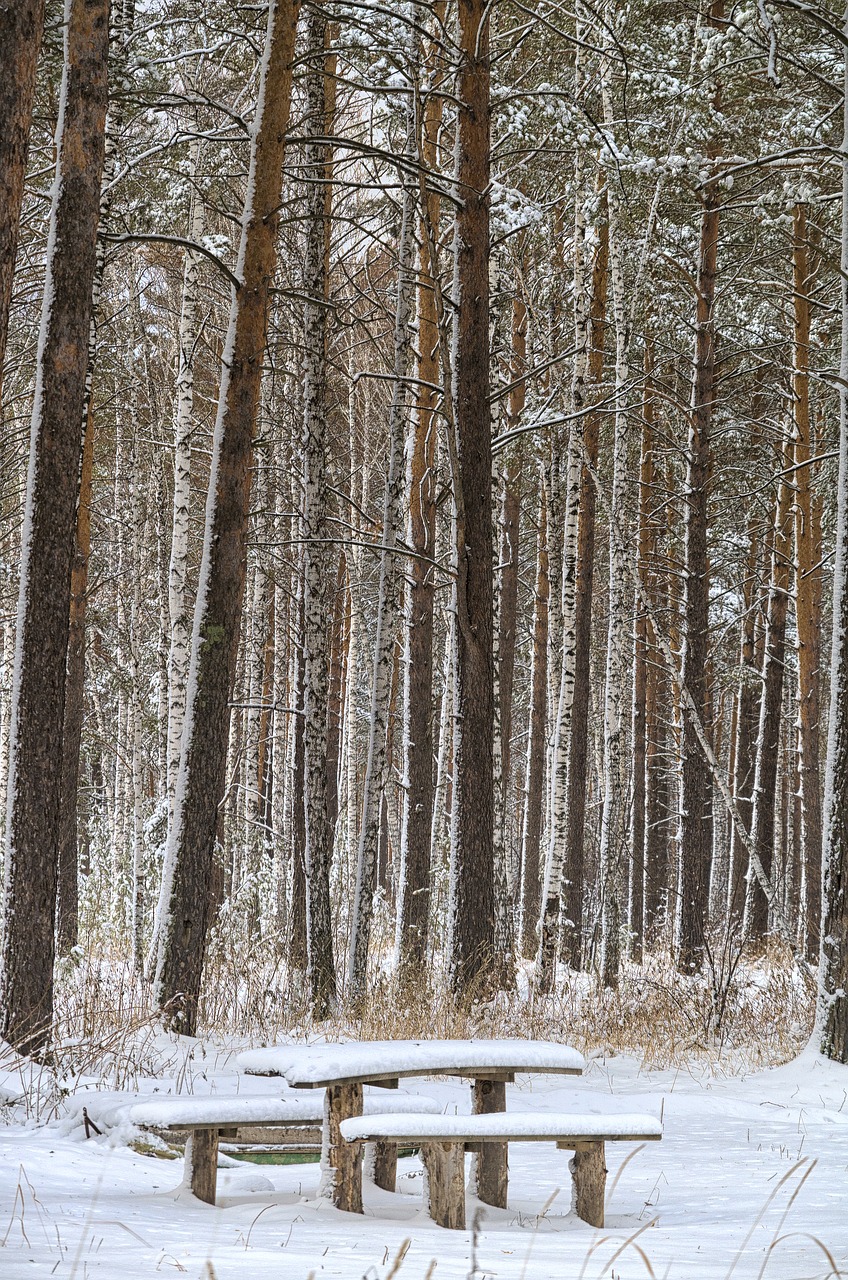 Žiema, Stendas, Sniegas, Šaltas, Šaltai, Šaltis, Suolai, Snaigės, Pušis, Miškas