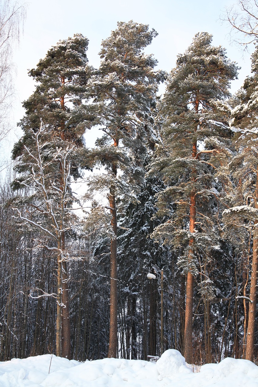 Žiema, Finland, Sniegas, Ledas, Nemokamos Nuotraukos,  Nemokama Licenzija