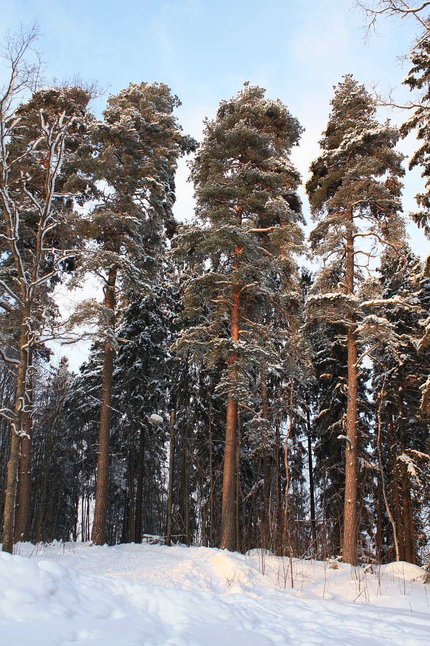 Žiema, Finland, Sniegas, Ledas, Nemokamos Nuotraukos,  Nemokama Licenzija