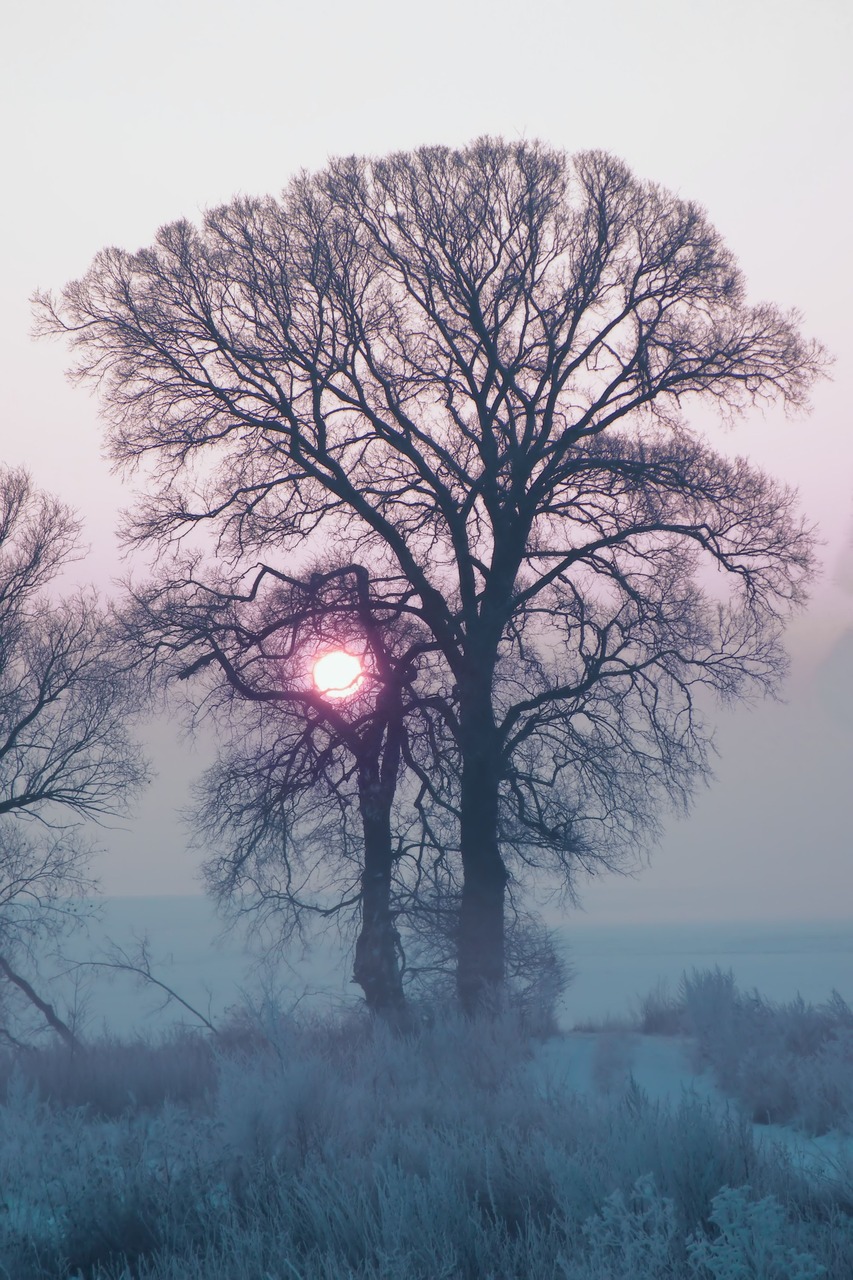 Žiema, Twilight, Tamsi, Pilka, Sniegas, Šaltas, Gamta, Žiemą, Žiemos Įspūdžiai, Nemokamos Nuotraukos