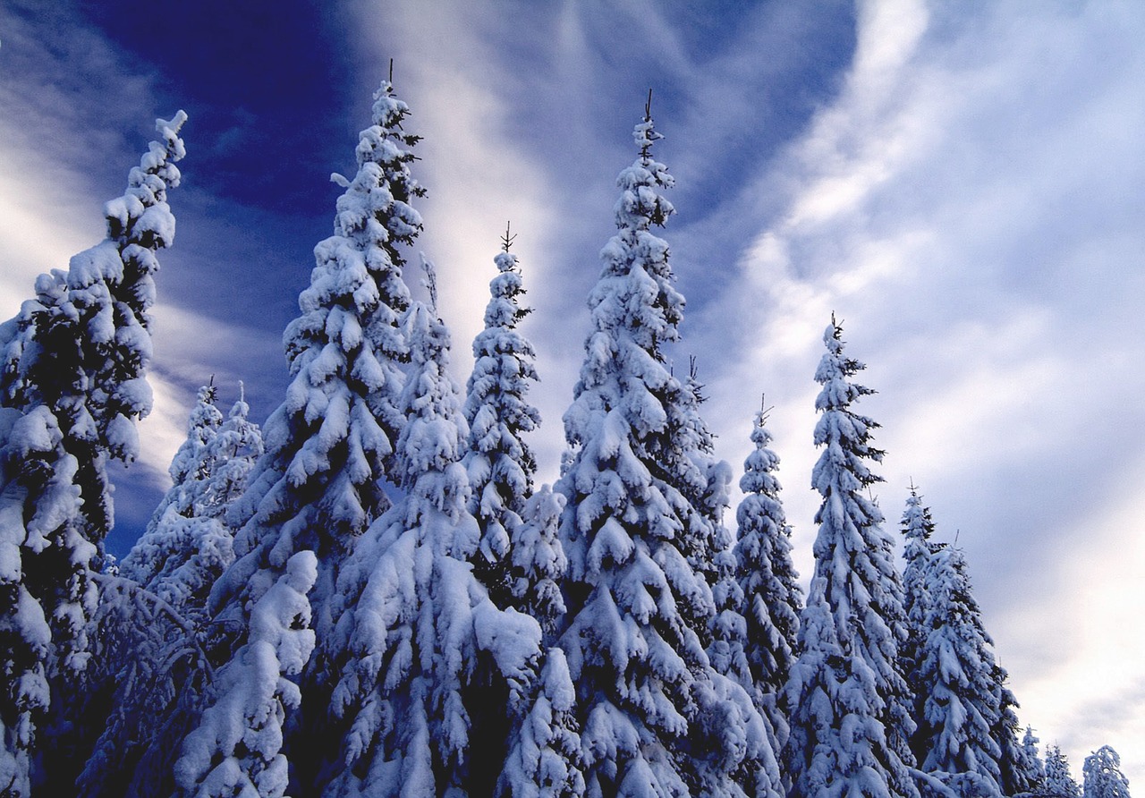 Žiema, Kalėdų Eglutė, Sniegas, Medžiai, Šaltas, Šaltis, Žiemą, Snieguotas, Nemokamos Nuotraukos,  Nemokama Licenzija