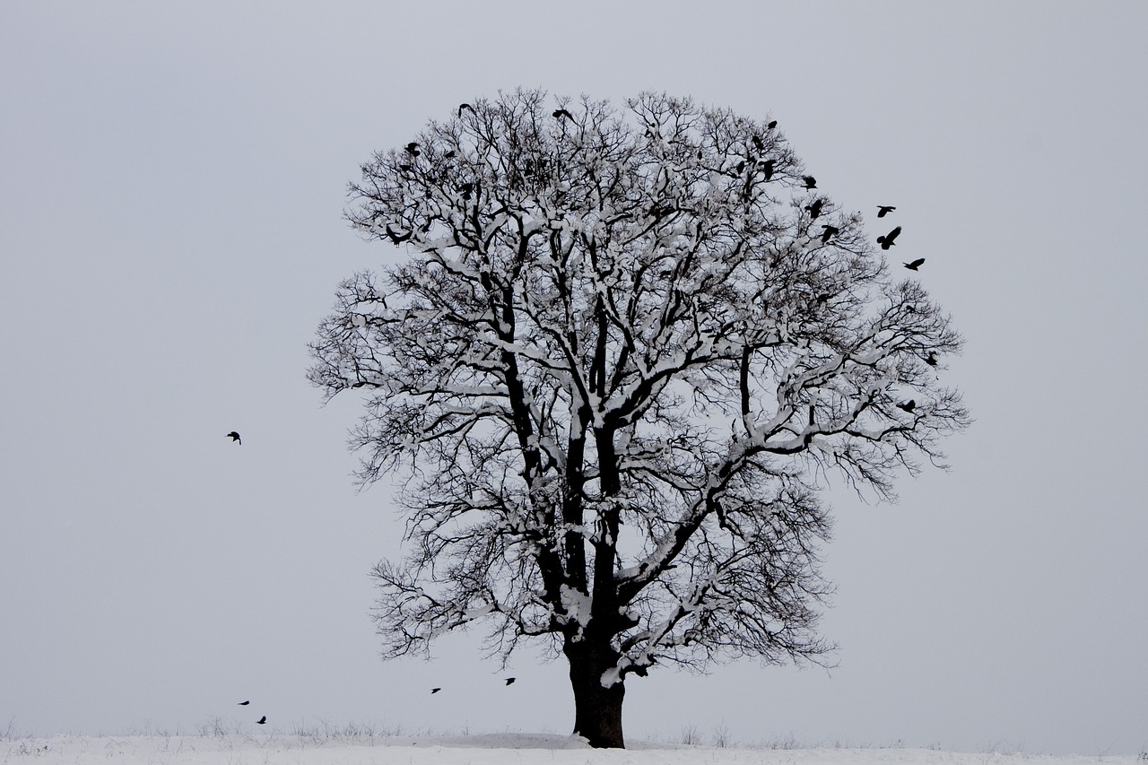 Žiema, Paukštis, Medis, Sniegas, Gamta, Kraštovaizdis, Nemokamos Nuotraukos,  Nemokama Licenzija
