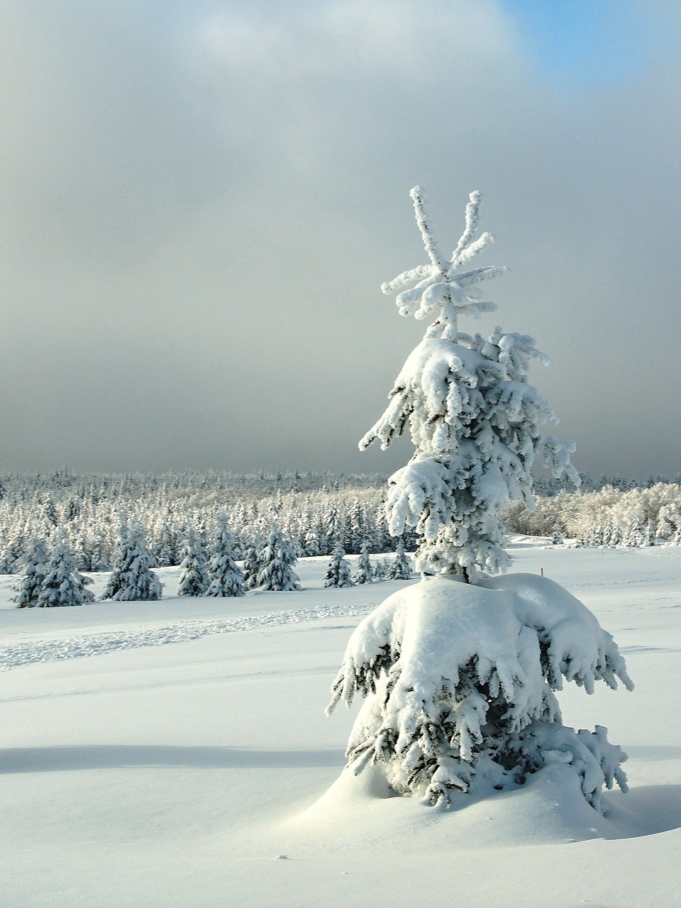 Žiema, Sodinukai, Kalėdų Eglutė, Kalnai, Rūdos Kalnai, Čekijos Respublika, Sniegas, Šaltis, Gamta, Kraštovaizdis