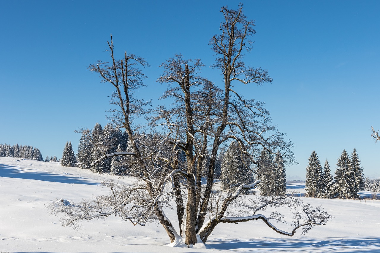 Žiema, Sniegas, Medis, Žiemą, Šaltas, Kraštovaizdis, Snieguotas, Balta, Žiemos Svajonė, Allgäu