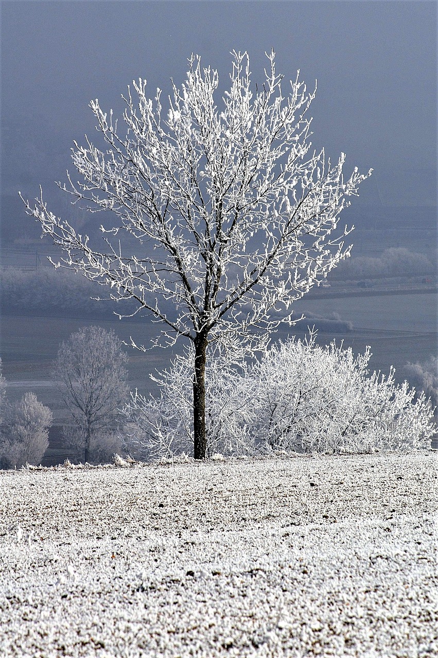 Žiema, Medis Su Sniego, Žiemą, Kraštovaizdis, Nemokamos Nuotraukos,  Nemokama Licenzija