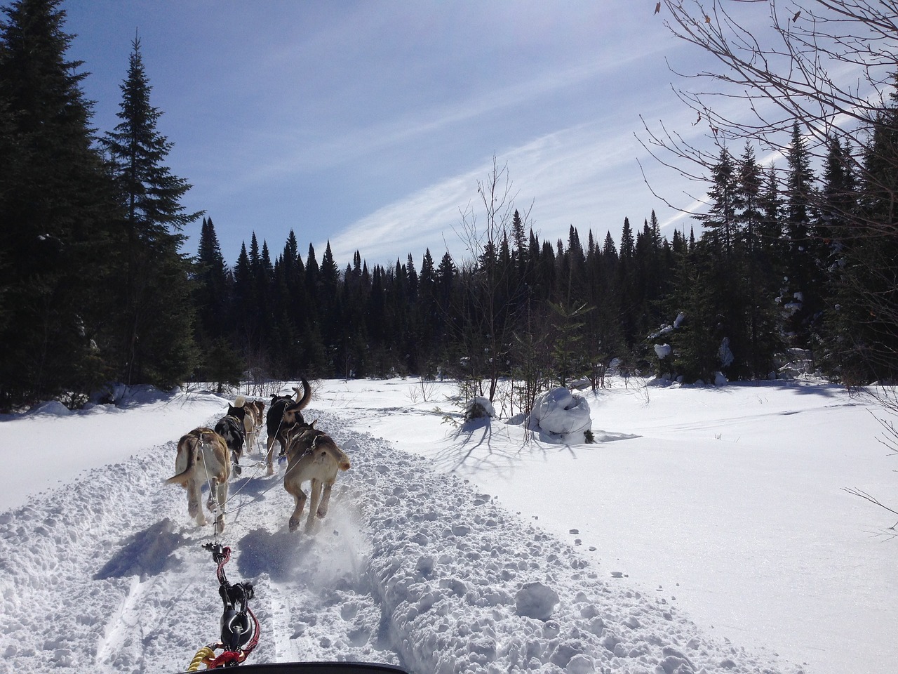 Žiema, Šunų Vilkimas, Husky, Alaskan, Arktinė, Kelnės, Keltuvu, Nemokamos Nuotraukos,  Nemokama Licenzija