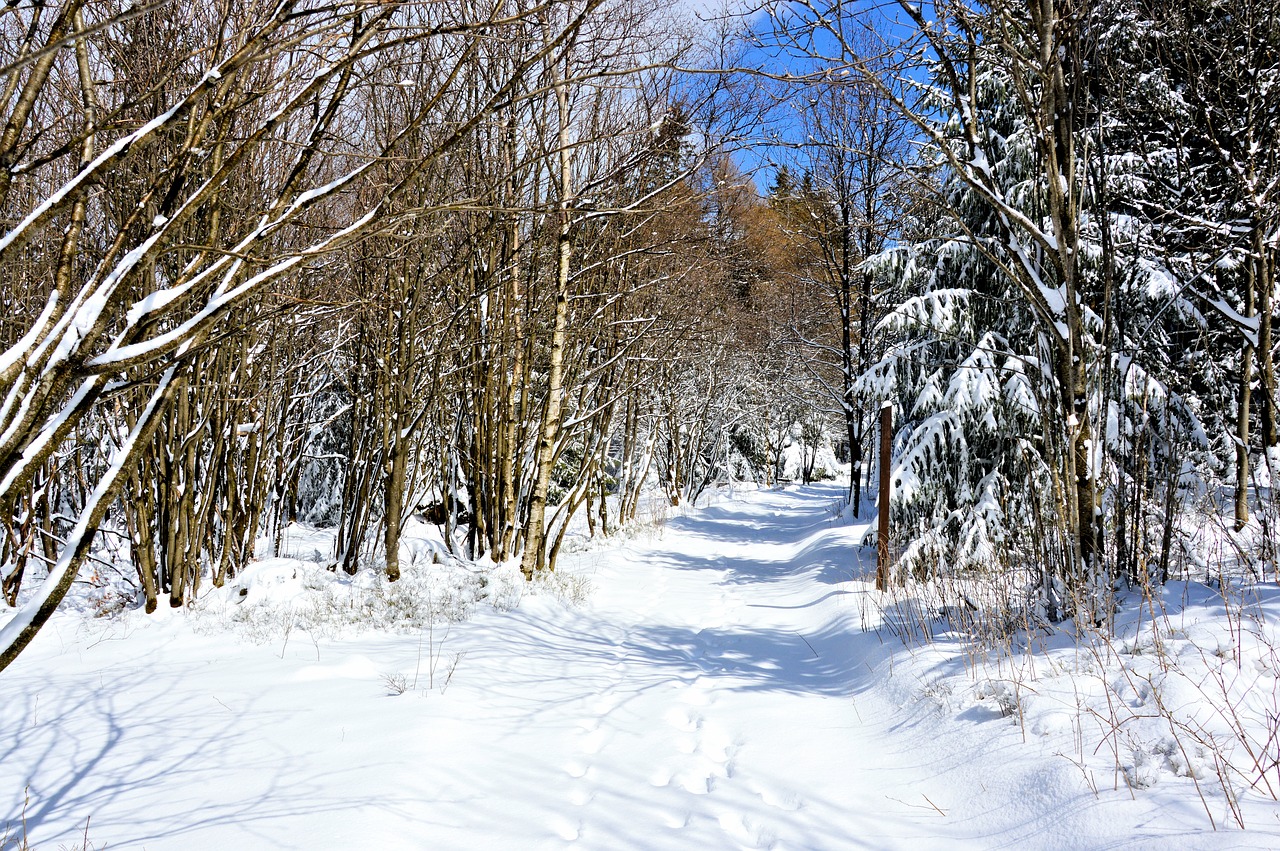 Žiema, Miškas, Sniegas, Spygliuočiai, Eglės, Toli, Žygiai, Tiuringijos Miškas, Oberhof, Dviračių Slidinėjimas