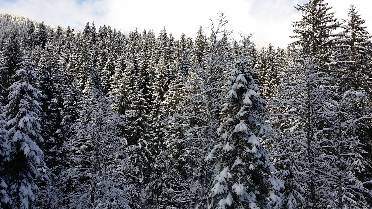 Žiema, Austria, Medžiai, Nemokamos Nuotraukos,  Nemokama Licenzija