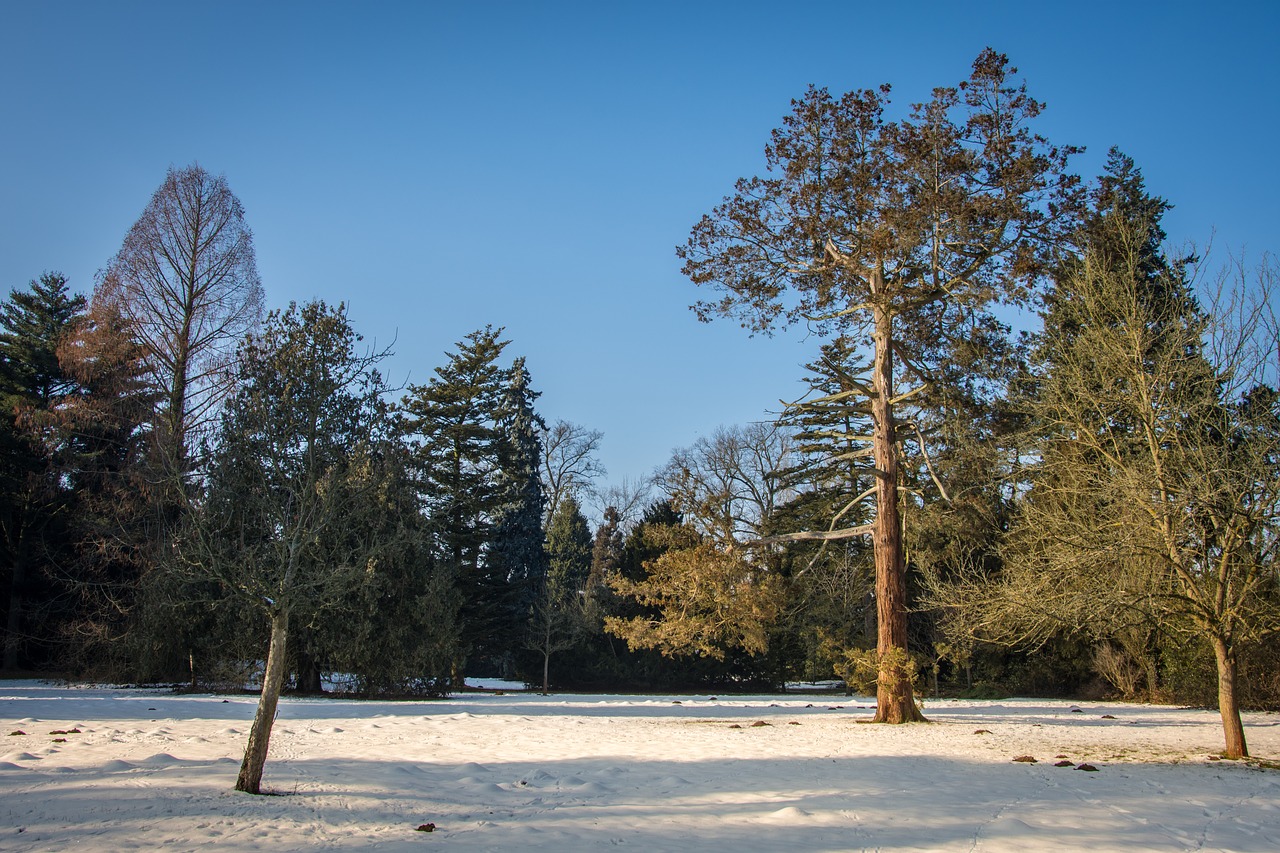 Žiema, Parkas, Park Wörlitz, Šaltas, Sniegas, Medžiai, Kraštovaizdis, Žiemą, Gamta, Ledinis