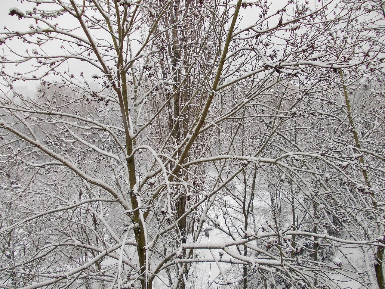 Žiema, Sniegas, Balta, Medžiai, Filialai, Nemokamos Nuotraukos,  Nemokama Licenzija