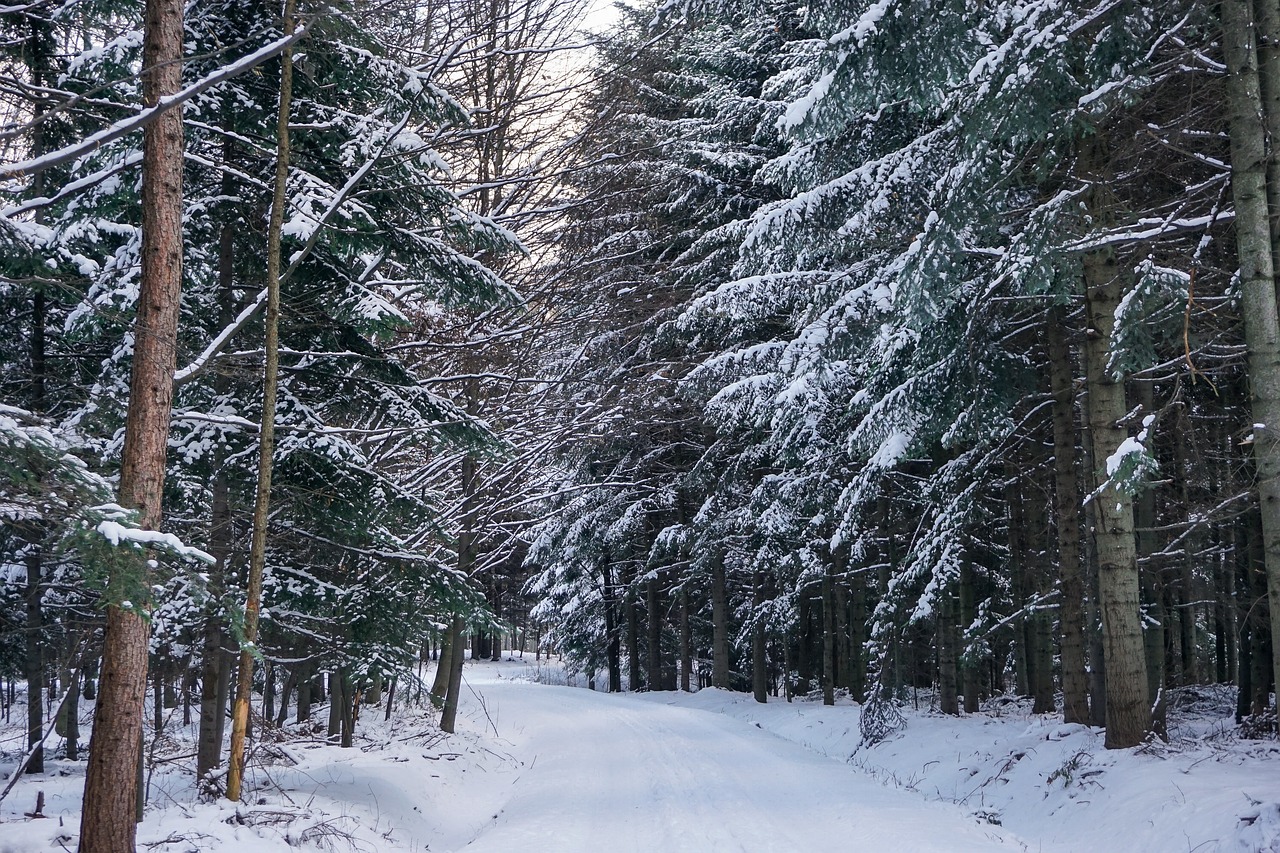 Žiema, Miškas, Sniegas, Medis, Kelias, Snieguotas Medis, Kraštovaizdis, Lenkija, Nemokamos Nuotraukos,  Nemokama Licenzija
