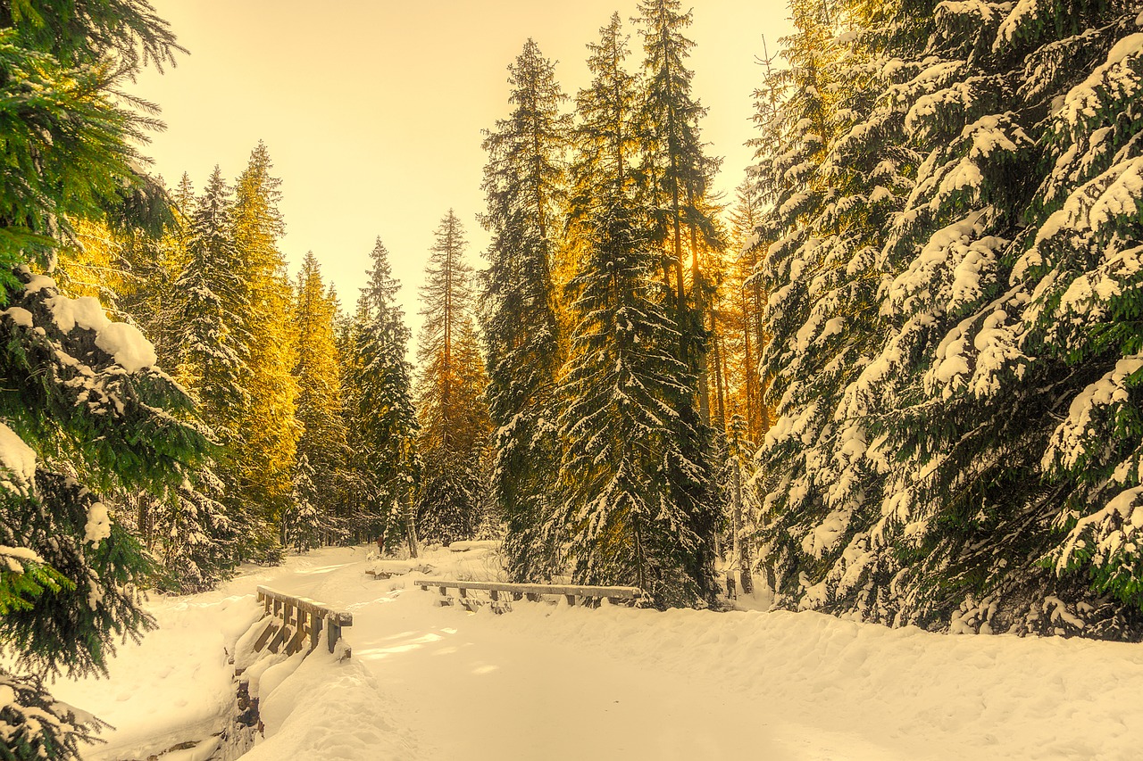 Žiema, Sniegas, Miškas, Medžiai, Miškai, Kraštovaizdis, Tiltas, Kelias, Gamta, Lauke