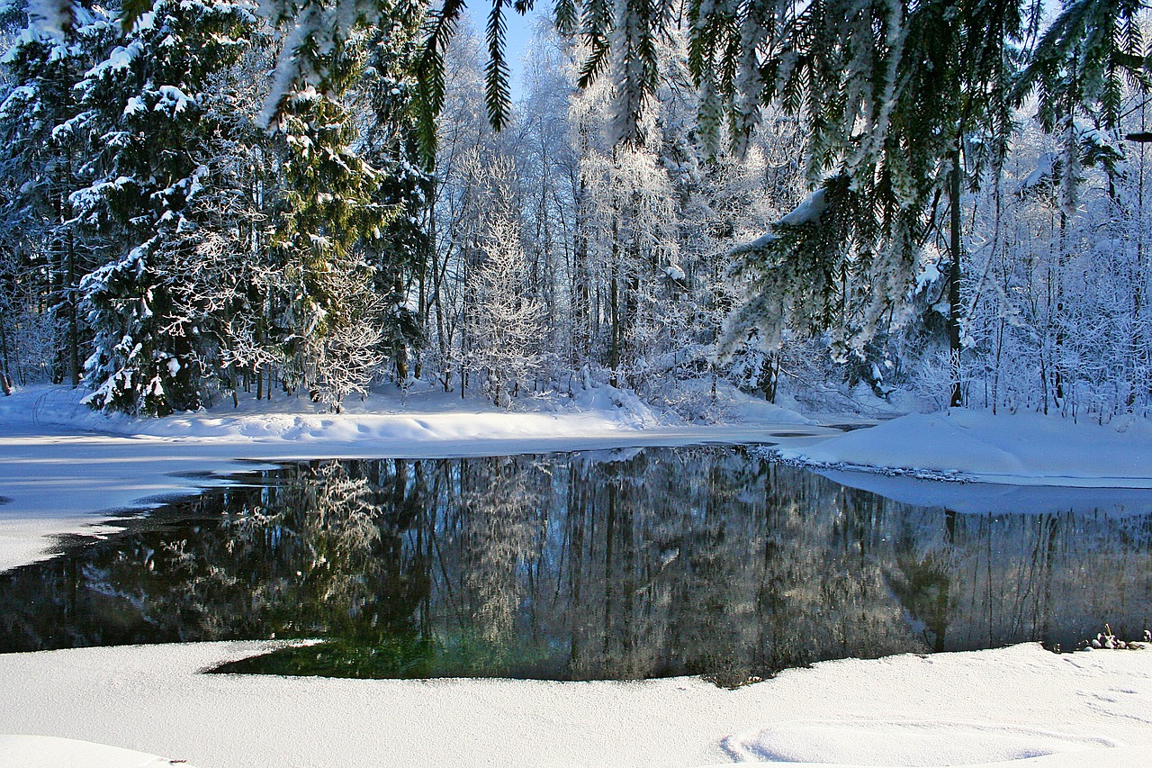 Žiema, Gatchina, Šaltis, Gamta, Vaikščioti, Šaltas, Sniegas, Medžiai, Rime, Balta