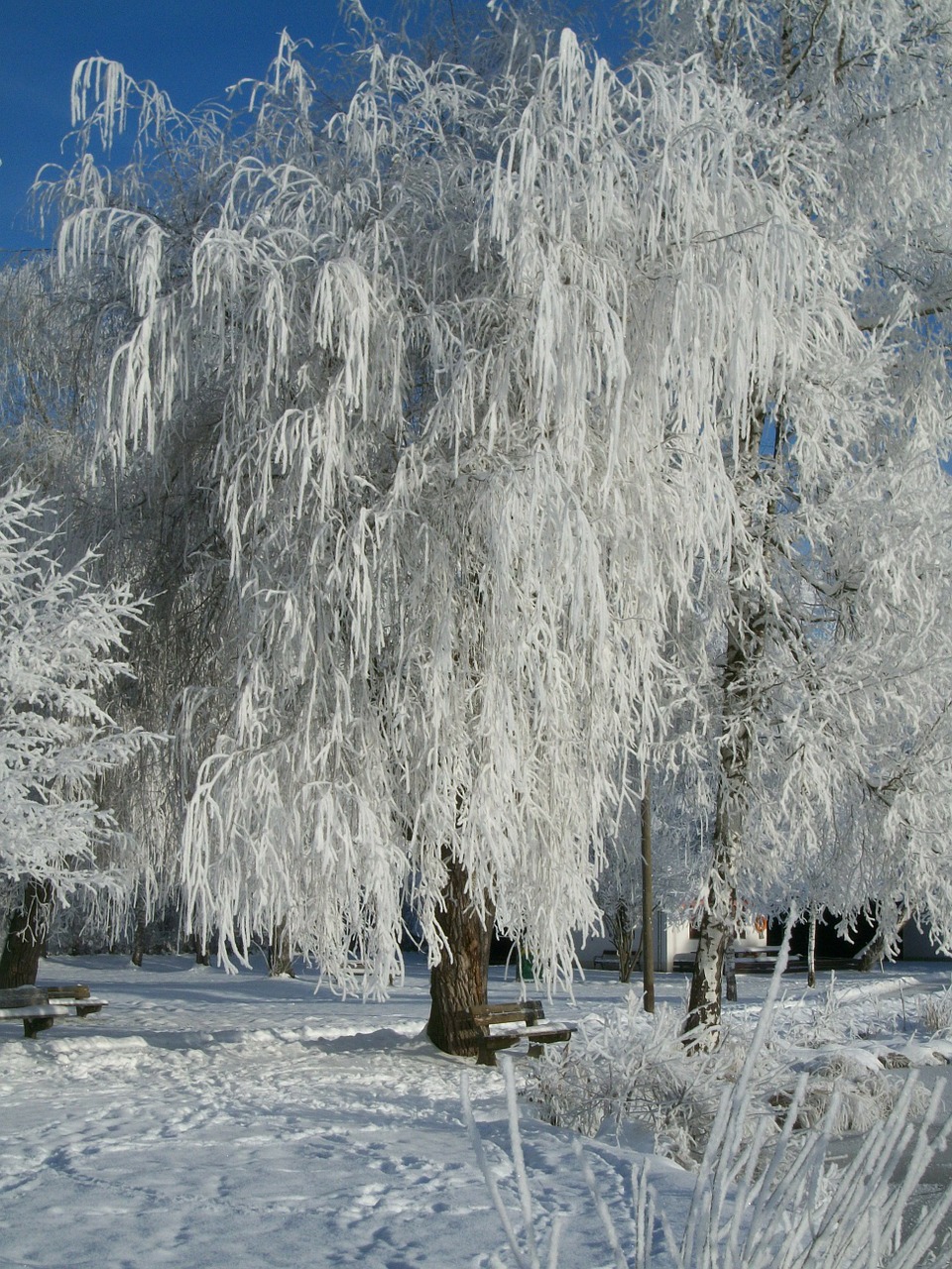 Žiema, Sniegas, Tvenkinys, Ežeras, Sušaldyta, Ledo Danga, Šaltis, Auskaras, Šaltas, Ledinis