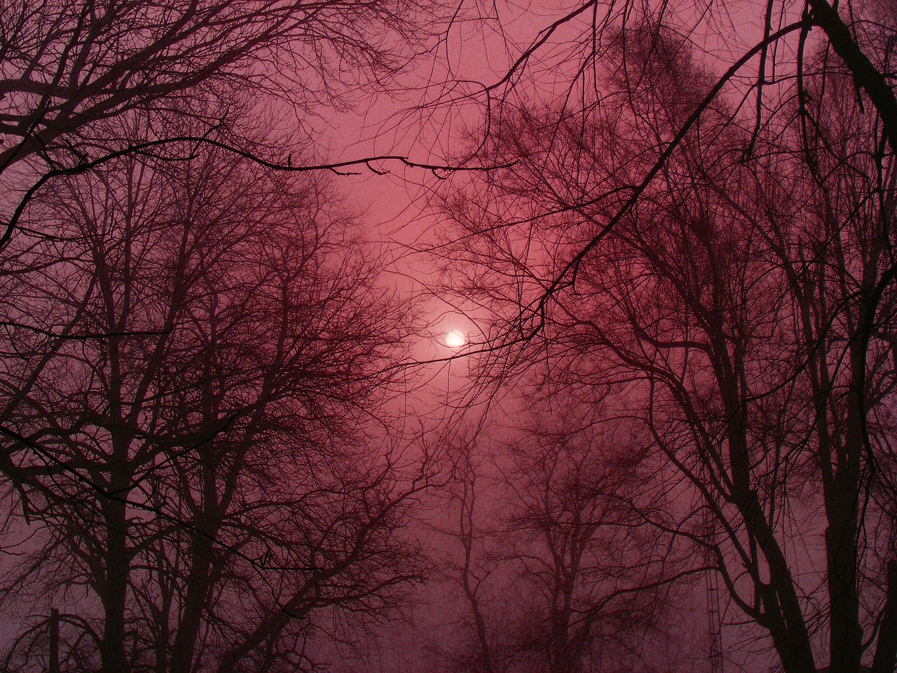 Žiema, Rūkas, Lauke, Šaltas, Filialai, Migla, Miškas Žiemą, Neveikiančių Medžių, Medžiai, Ryto Saulė