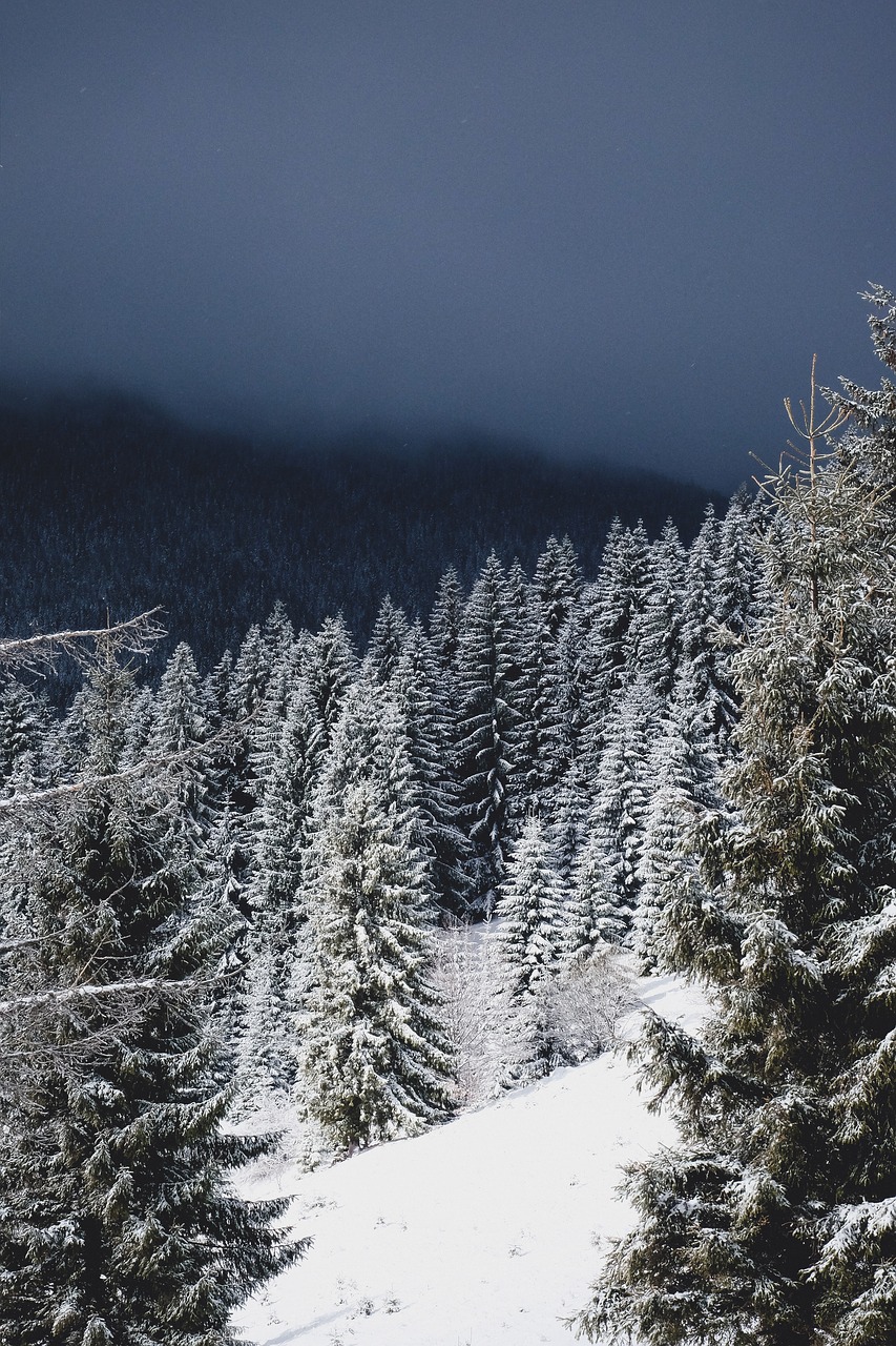 Žiema, Sniegas, Kalėdos, Medžiai, Evergreens, Blizzard, Hillside, Audra, Šaltis, Dulkėjimas