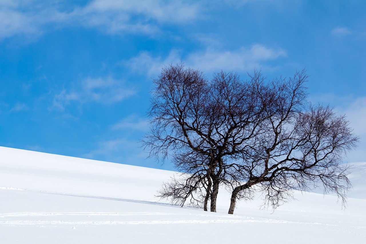 Žiema, Sniegas, Hemavanas, Šaltas, Lauke, Balta, Švedija, Gamta, Medis, Mėlynas