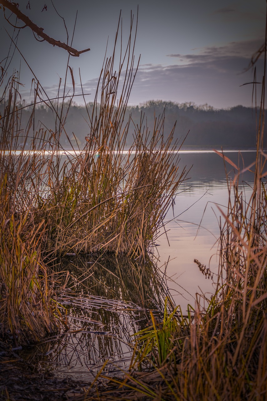 Žiema, Ežeras, Kranto, Vanduo, Dusk, Gamta, Nendrė, Pelkė, Vandens Augalas, Naplás Ežeras