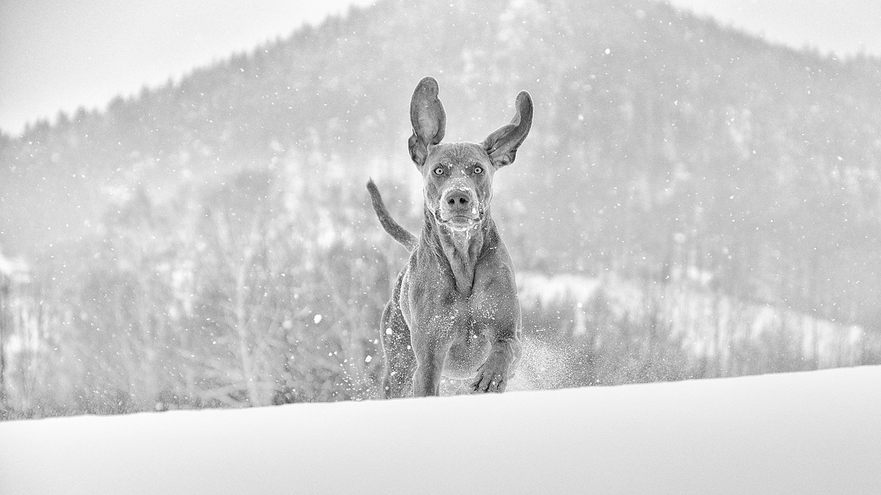 Žiema, Šuo, Weimaraner, Nemokamos Nuotraukos,  Nemokama Licenzija