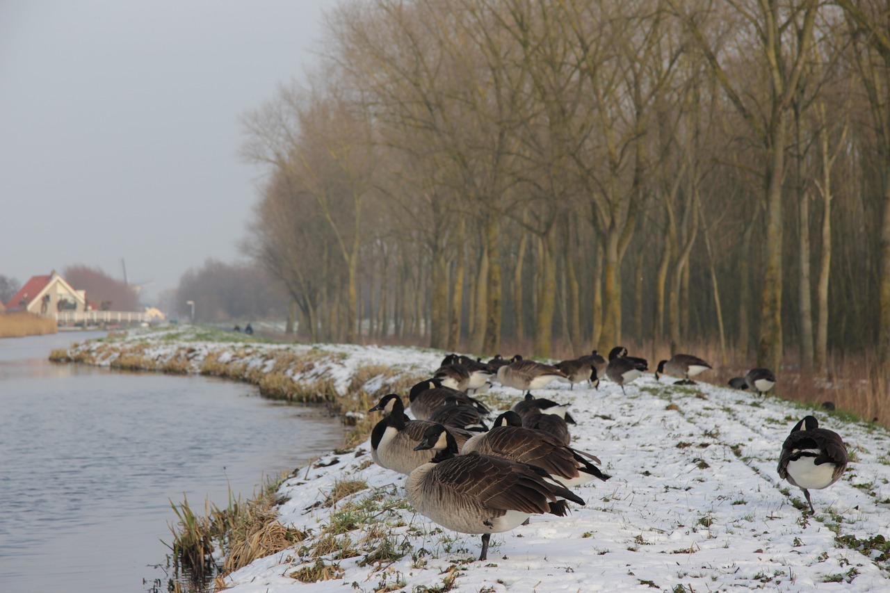 Žiema, Delftas, Mediena, Nyderlandai, Nemokamos Nuotraukos,  Nemokama Licenzija
