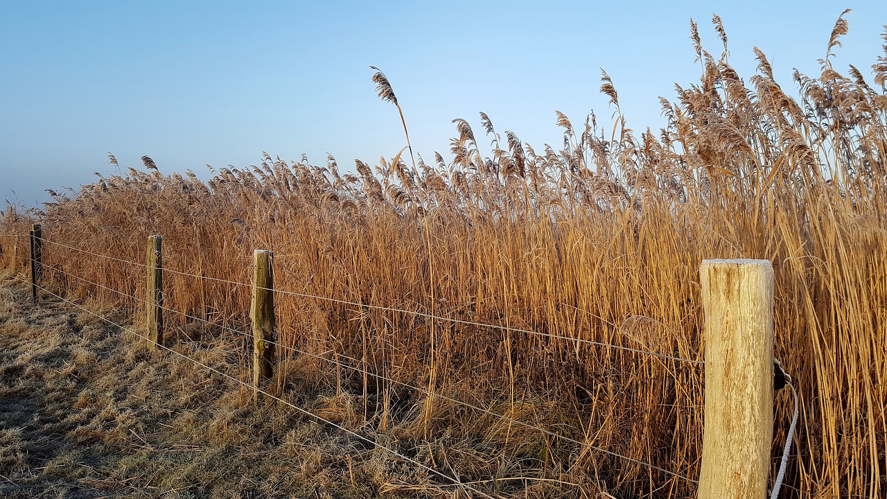 Žiema, Borkum, Tvora, Nemokamos Nuotraukos,  Nemokama Licenzija