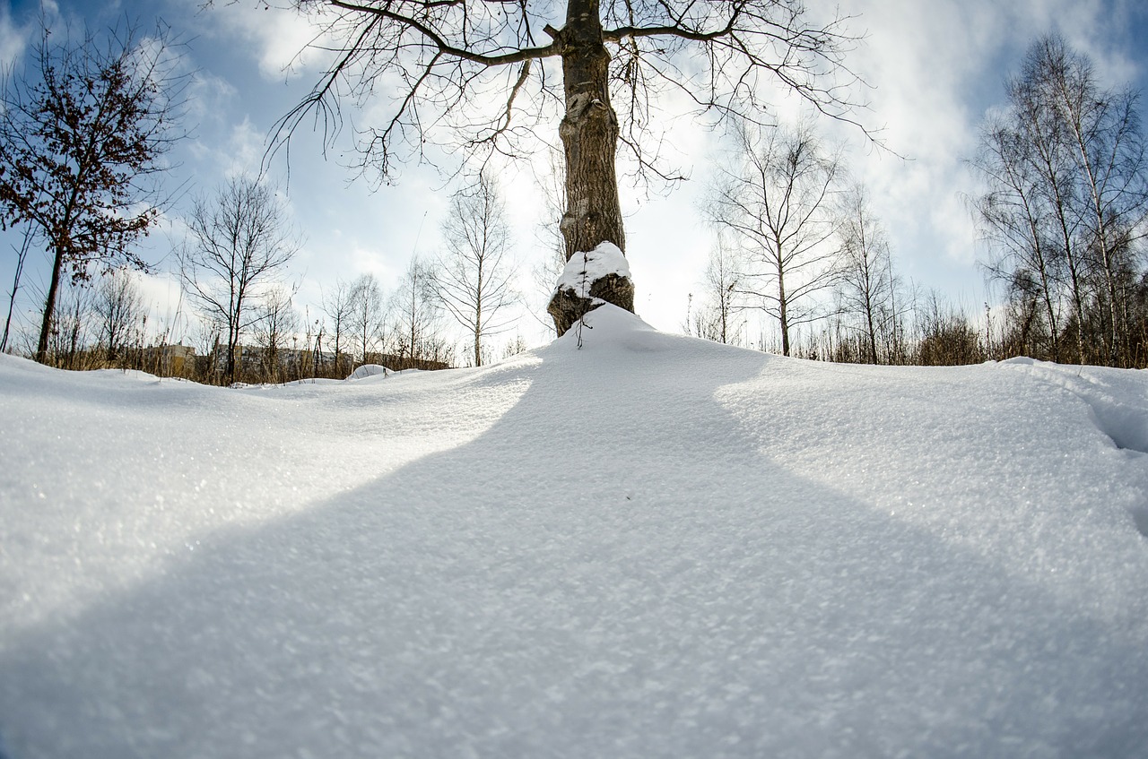 Žiema, Sniegas, Medis, Gamta, Beržas, Nemokamos Nuotraukos,  Nemokama Licenzija