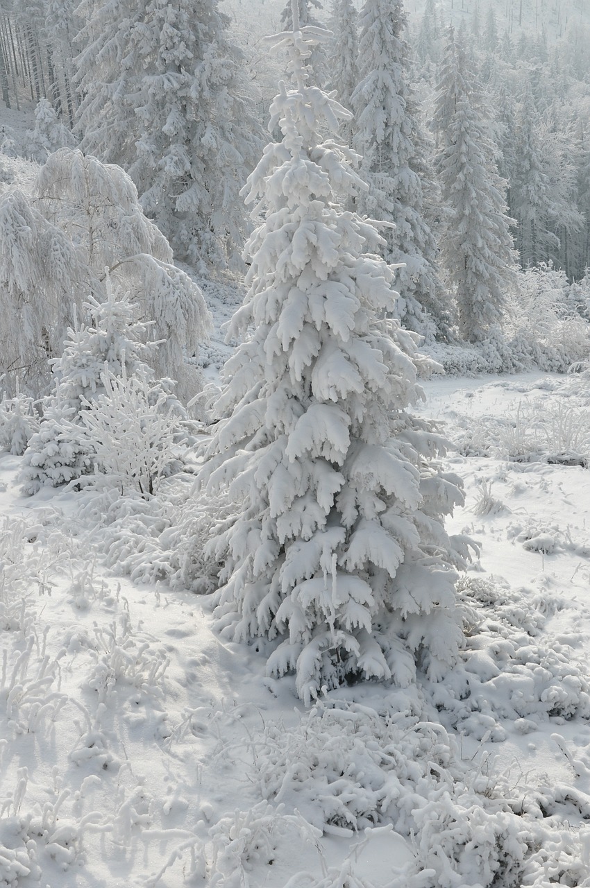 Žiema, Sniegas, Balta, Miškas, Medis, Vaizdas, Ramybė, Kraštovaizdis, Gamta, Snieguotas