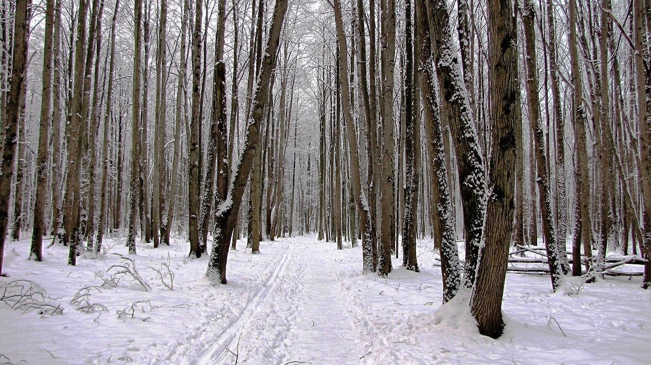 Žiema, Gamta, Medžiai, Nemokamos Nuotraukos,  Nemokama Licenzija
