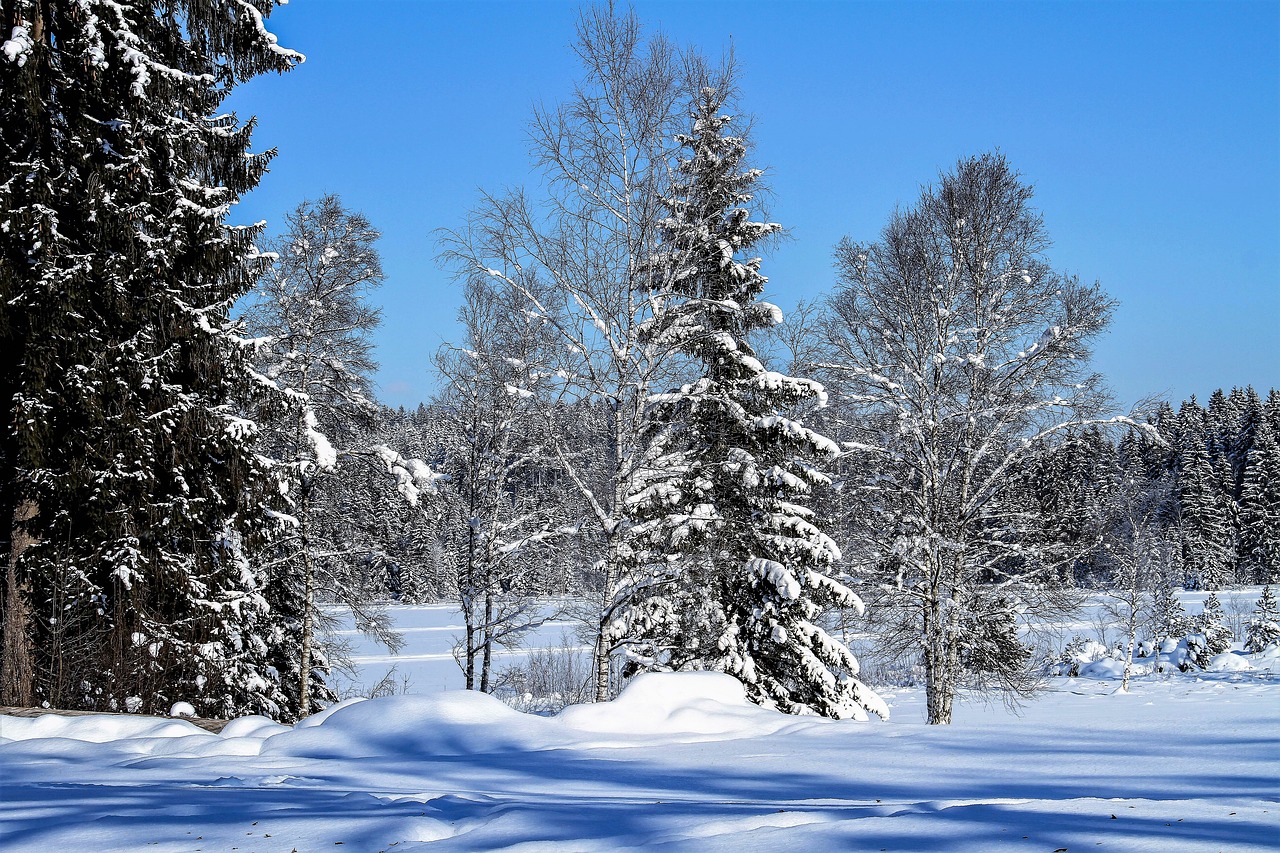 Žiema, Medžiai, Sniegas, Kraštovaizdis, Žiemą, Šaltas, Šaltis, Ledinis, Gamta, Mėlynas Dangus