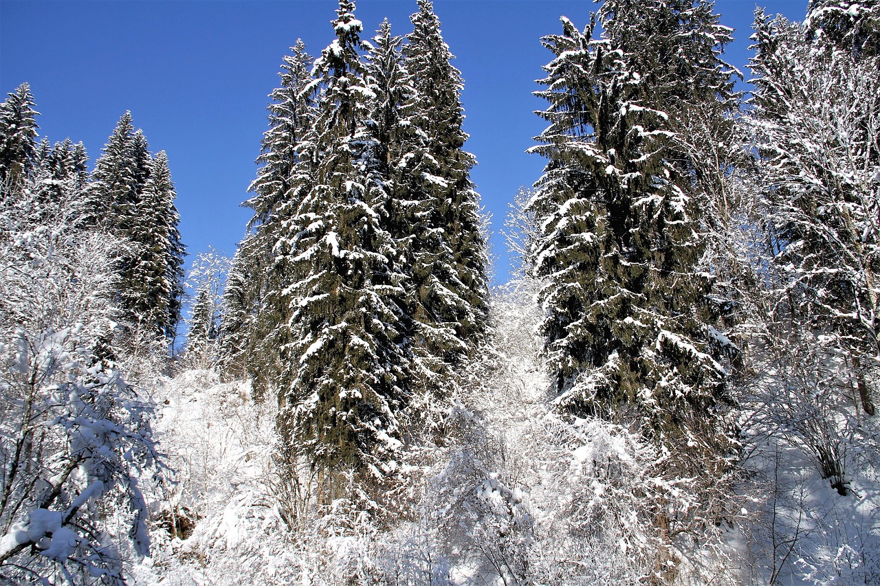 Žiema, Sniegas, Šaltas, Medžiai, Snieguotas, Adventas, Kalėdos, Romantiškas, Žiemą, Daug Sniego