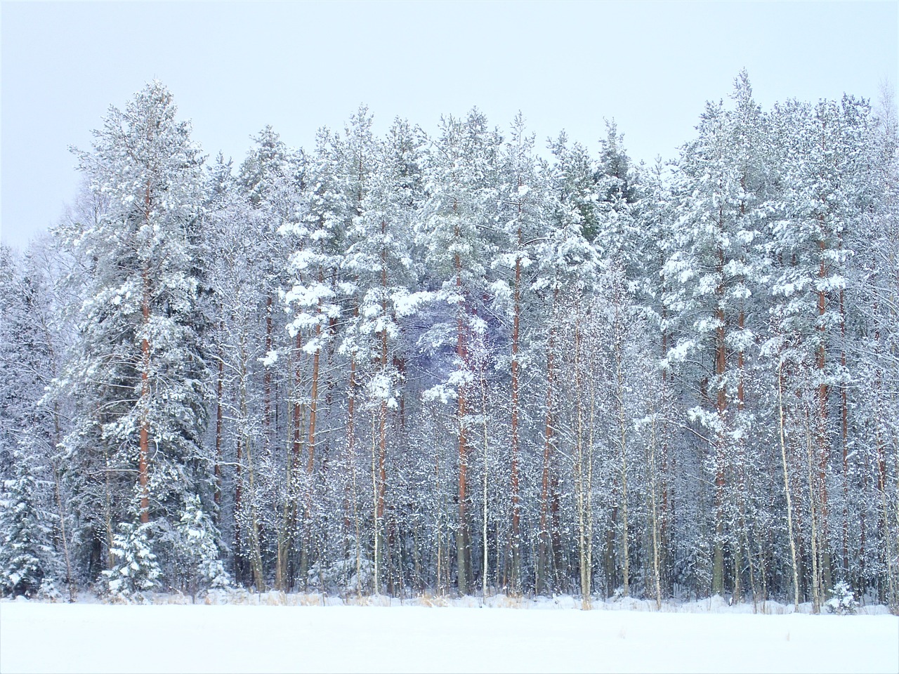 Žiema, Miškas, Suomių, Gamta, Medis, Sniegas, Pušynas, Nemokamos Nuotraukos,  Nemokama Licenzija